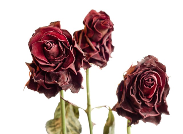 withered-roses-2-1246301.jpg